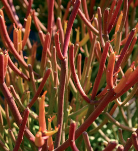 Firesticks - Euphorbia tirucalli 'Rosea'