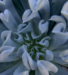 Topsy Turvy - Echeveria runyonii