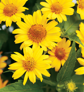 'Tuscan Sun' - Perennial Sunflower - Heliopsis helianthoides