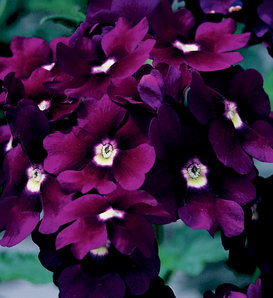 Lanai® Royal Purple with Eye - Verbena hybrid