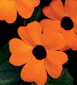Orange A-Peel® - Black-Eyed Susan Vine - Thunbergia alata