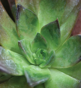 Black Prince - Echeveria shaviana