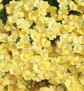 Sunsatia® Lemon - Nemesia hybrid