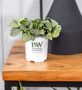 Network News™ All the Time™ - Nerve Plant - Fittonia albivenis