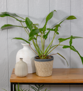 Philodendron | Proven Winners