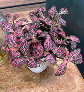 Network News™ Nightly™ - Nerve Plant - Fittonia albivenis