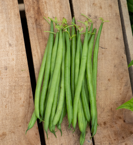 Elegance - bean, bush - Phaseolus vulgaris