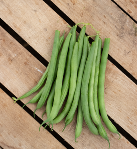Blue Lake Superior - Green Bush Bean - Phaseolus vulgaris