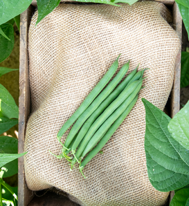 Enduro - Green Bush Bean - Phaseolus vulgaris