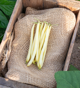 Dawson Gold - Wax Bush Bean - Phaseolus vulgaris