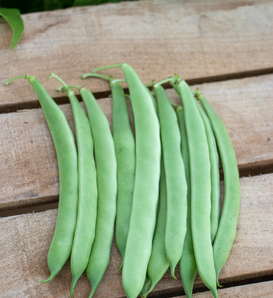 Forrester - Flat Bush Bean - Phaseolus vulgaris