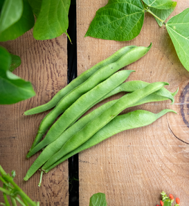 Scarlet Nectar - Flat Runner Bean - Phaseolus coccinea