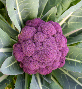 Jacaranda - Purple Broccoli - Brassica oleracea