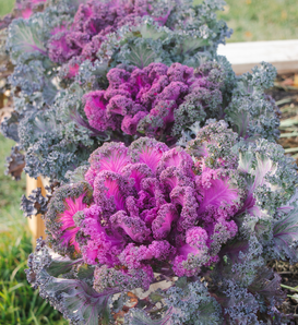 Rainbow Candy Crush - Edible Ornamental Kale - Brassica interspecific