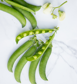 Peas 'N' Pod Bernard - Petite Shelling Pea - Pisum sativum