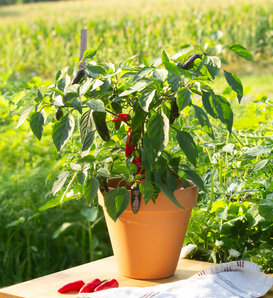 Fire Away® Jade Spark - Dwarf Hot Pepper - Capsicum annuum