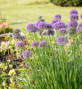 AlliYUM!® - Chives - Allium x hybrida