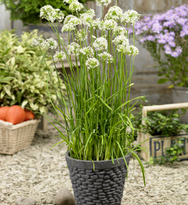 Autumn Bee Attraction - Chives - Allium x hybrida