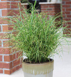 Bandwidth - Japanese Silver Grass, Maiden Grass - Miscanthus sinensis
