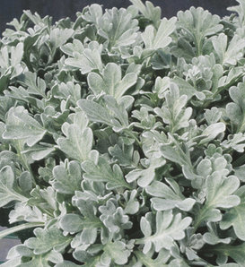 Silver Cascade® - Dusty Miller - Artemisia stelleriana