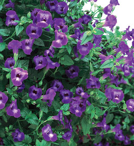 Summer Wave® Large Violet - Wishbone Flower - Torenia hybrid