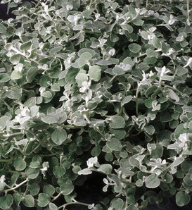 Proven Accents® White Licorice - Licorice Plant - Helichrysum petiolare
