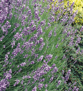 Hidcote - Lavender - Lavandula angustifolia
