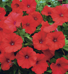 Surfinia® Red - Petunia hybrid