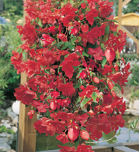 Illumination® Rose - Tuberous Begonia - Begonia x tuberhybrida
