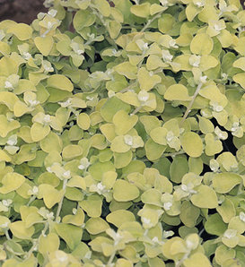 Lemon Licorice - Licorice Plant - Helichrysum petiolare
