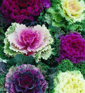 Mix - Kale - Brassica oleracea