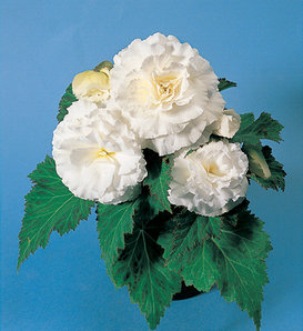 Nonstop® White - Tuberous Begonia - Begonia x tuberhybrida