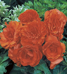 Nonstop® Orange - Tuberous Begonia - Begonia x tuberhybrida