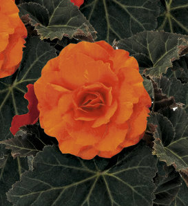 Nonstop® Mocca Deep Orange - Tuberous Begonia - Begonia x tuberhybrida