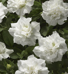 Blanket® Double White - Petunia Double - Petunia hybrid