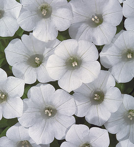 Blanket® White - Petunia hybrid