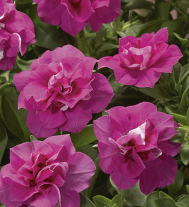 Blanket® Double Rose - Petunia Double - Petunia hybrid