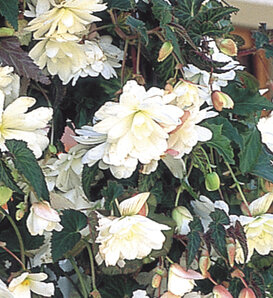 Illumination® White - Tuberous Begonia - Begonia x tuberhybrida