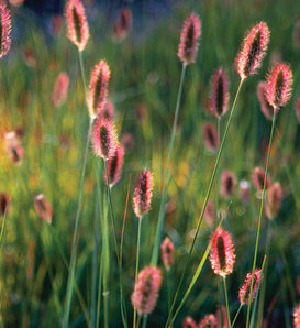 Red Bunny Tails - Fountain Grass - Pennisetum messiacum
