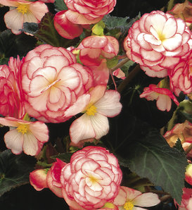 Nonstop® Rose Petticoat - Tuberous Begonia - Begonia x tuberhybrida