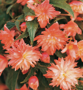 Belleconia™ Soft Orange - Tuberous Begonia - Begonia hybrid