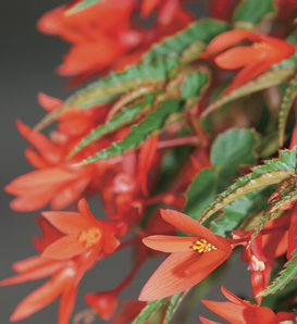 Summerwings® Orange - Tuberous Begonia - Begonia hybrid