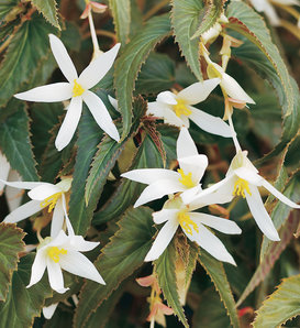 Summerwings® White - Tuberous Begonia - Begonia hybrid