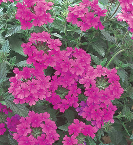 Superbena® Pink Shades - Verbena hybrid