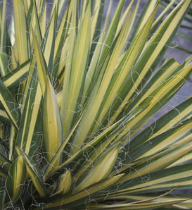 Color Guard - Yucca filamentosa