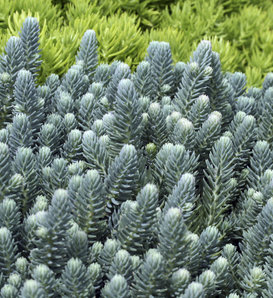 Blue Cushion - Stonecrop - Sedum reflexum