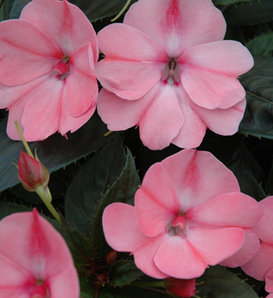 SunPatiens® Compact Blush Pink - Impatiens x hybrida