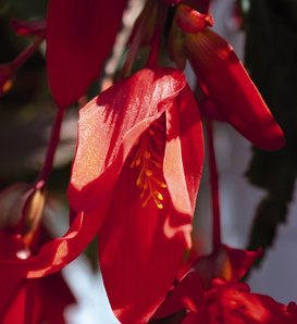 Santa Cruz® - Begonia boliviensis