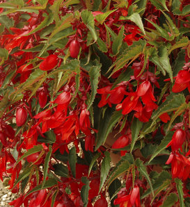 Summerwings® Deep Red - Tuberous Begonia - Begonia hybrid