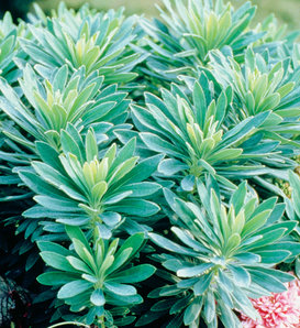 'Despina' - Euphorbia hybrid